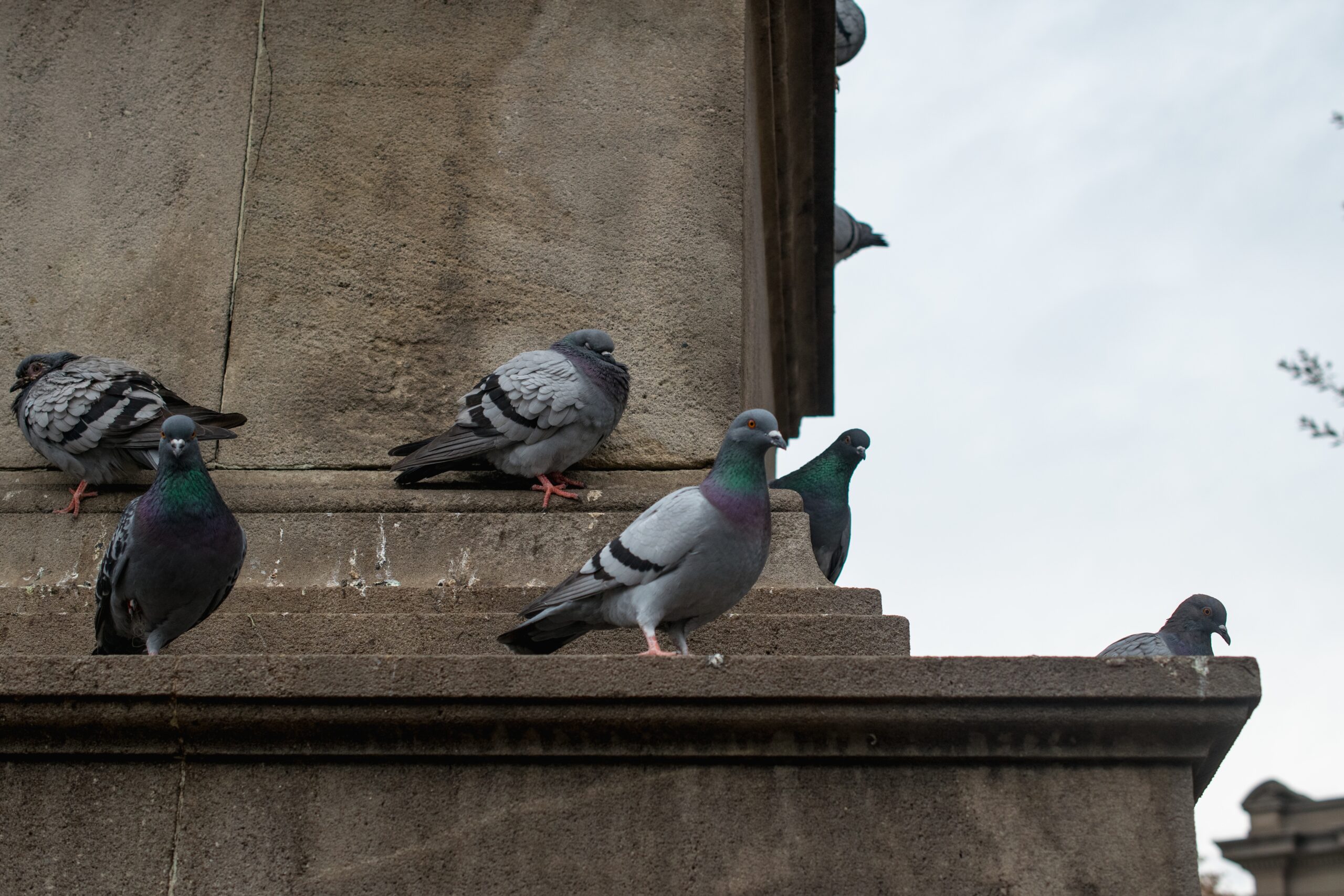 Flock of doves perched on a concrete building during daytime